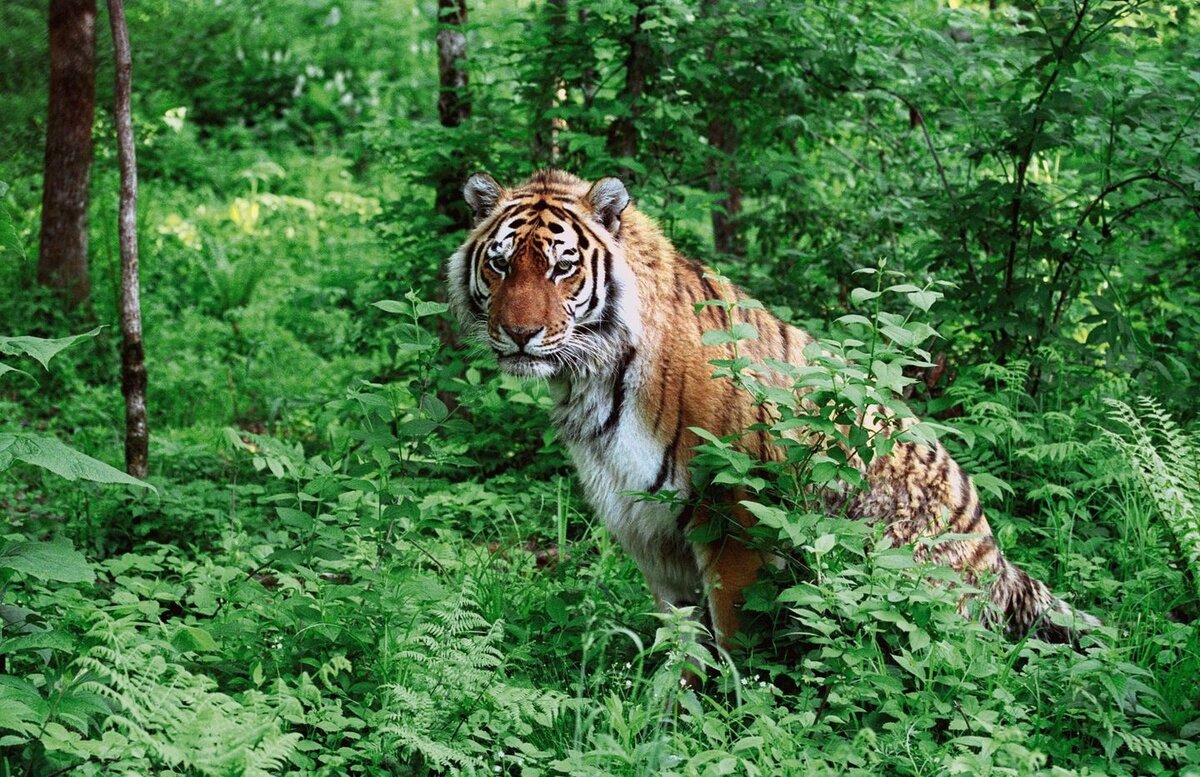 Дальний Восток. Амурский тигр