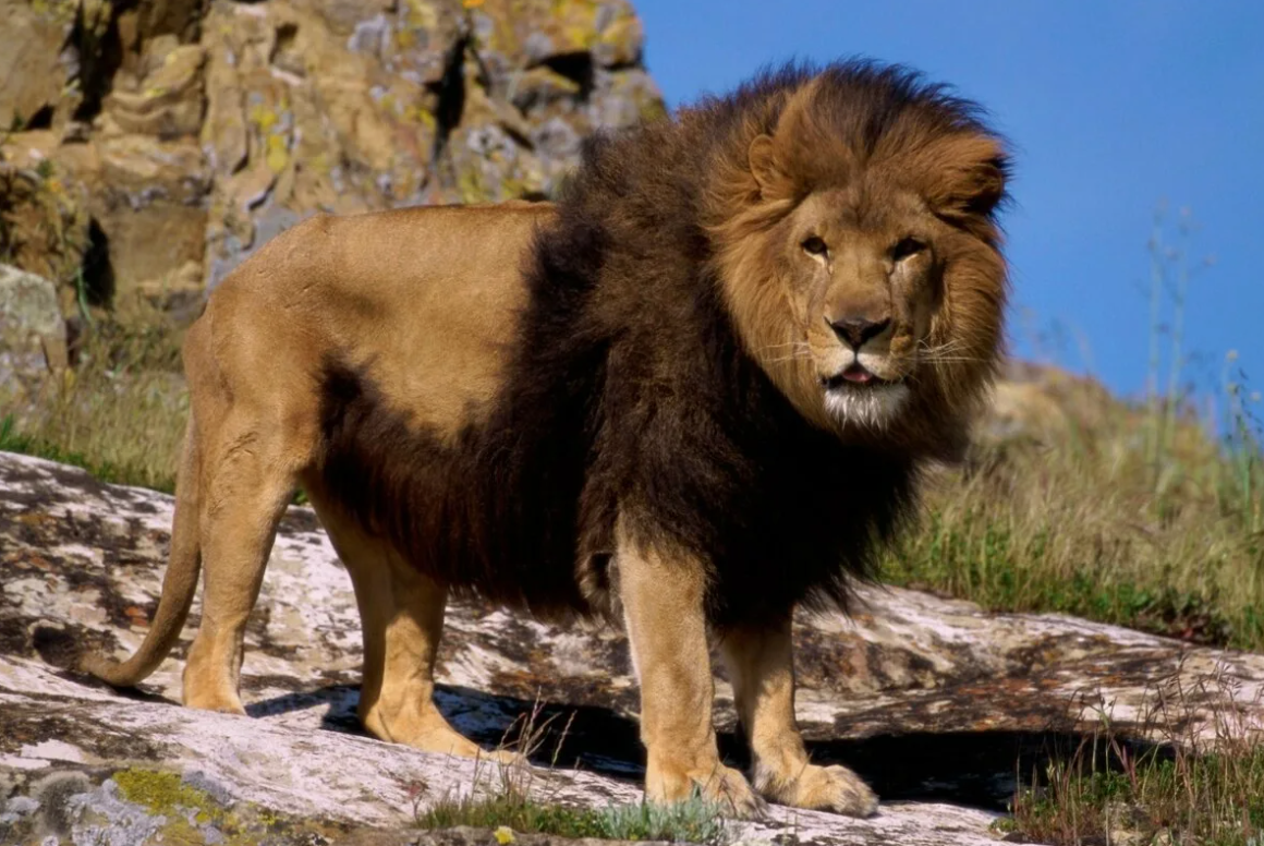.Низкий голос в природе - залог превосходства и успеха в своем прайде (фото из открытых источников).