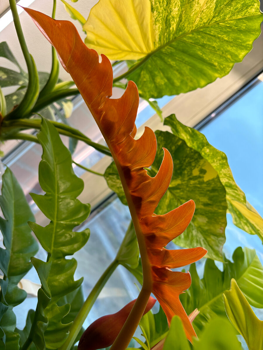 Предметный указатель :) молодой лист золотого крокодила :)