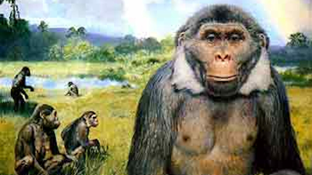 А вот парапитек в отцы-основатели точно не годился — зубами не вышел