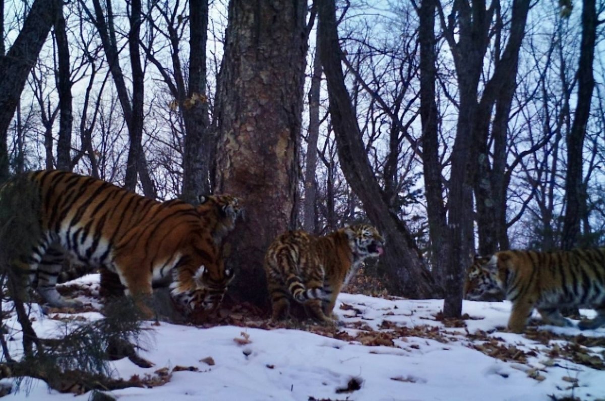    Фотоловушки в Приморье запечатлели процесс обучения тигров