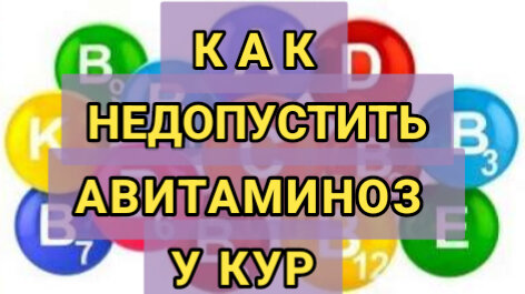 Весенний авитаминоз у кур: как не допустить?