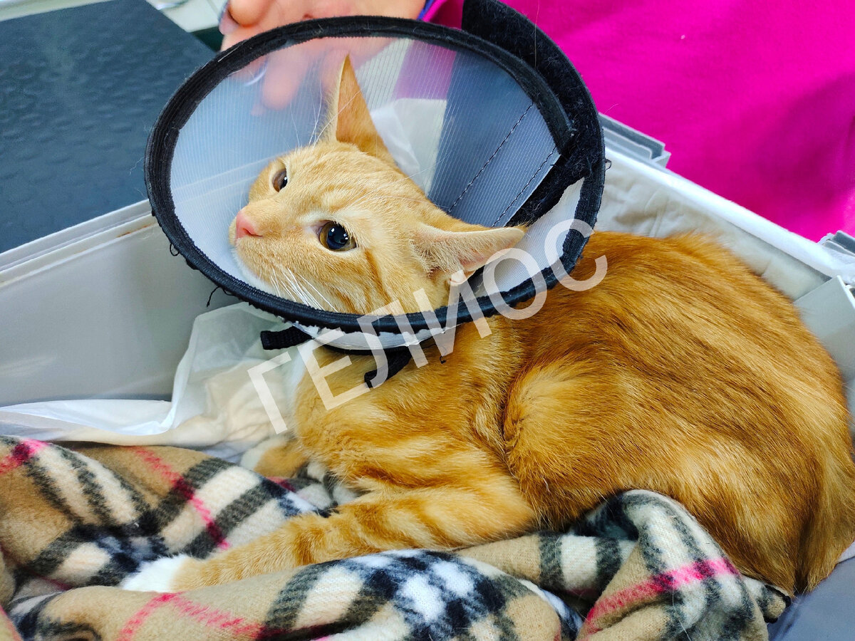 становление характера васютки. сочинение васютка заблудился в лесу. сочинение как выжить в тайге 5 класс. как заблудился васютка что помогло васютке выжить выйти из леса. что помогло васютке выйти из леса.