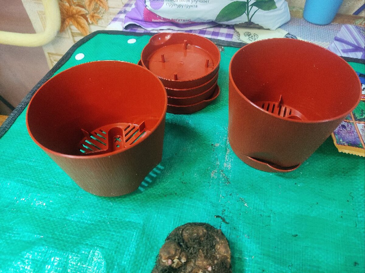 Потом потребуется пересадка.