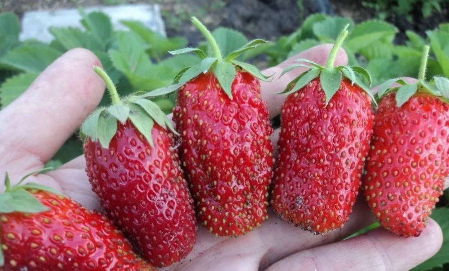 Главное при выборе сорта клубники. Почему опытные агрономы советуют приобретать российские сорта