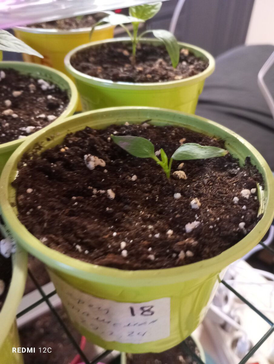 болгарский перец. пасынкование горького перца. схема внесения удобрений для томатов в теплице. сколько надо перца. сколько варить фаршированный перец.