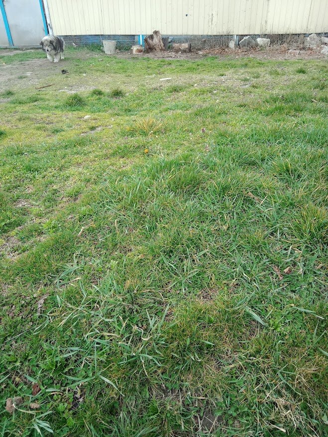 Фото автора. Пес верно ждет своего хозяина.