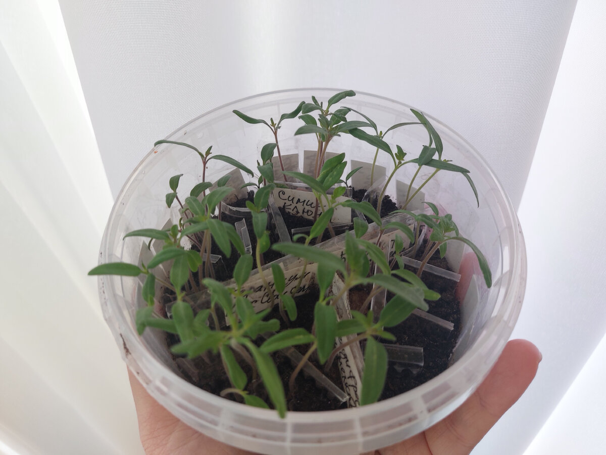 Очень долго всходят перцы. Странные всходы перца. Всход рассады помидор. Прорастание семян перца. Пророщенные семена баклажан.