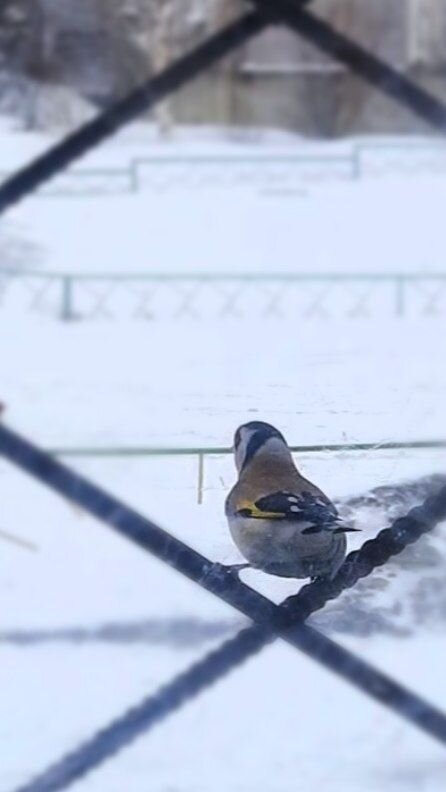 Щегол в Новокузнецке 