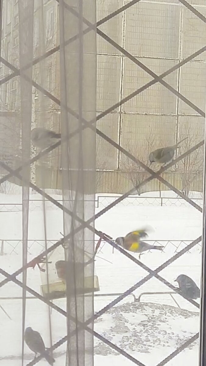 Щегол рвётся в бой