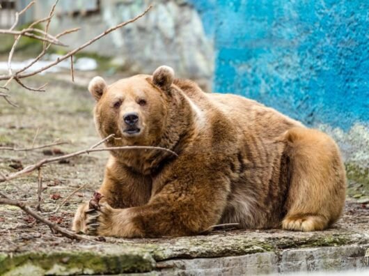    Бурый медведь Андрюша //фото: пресс-служба Ростовского зоопарка