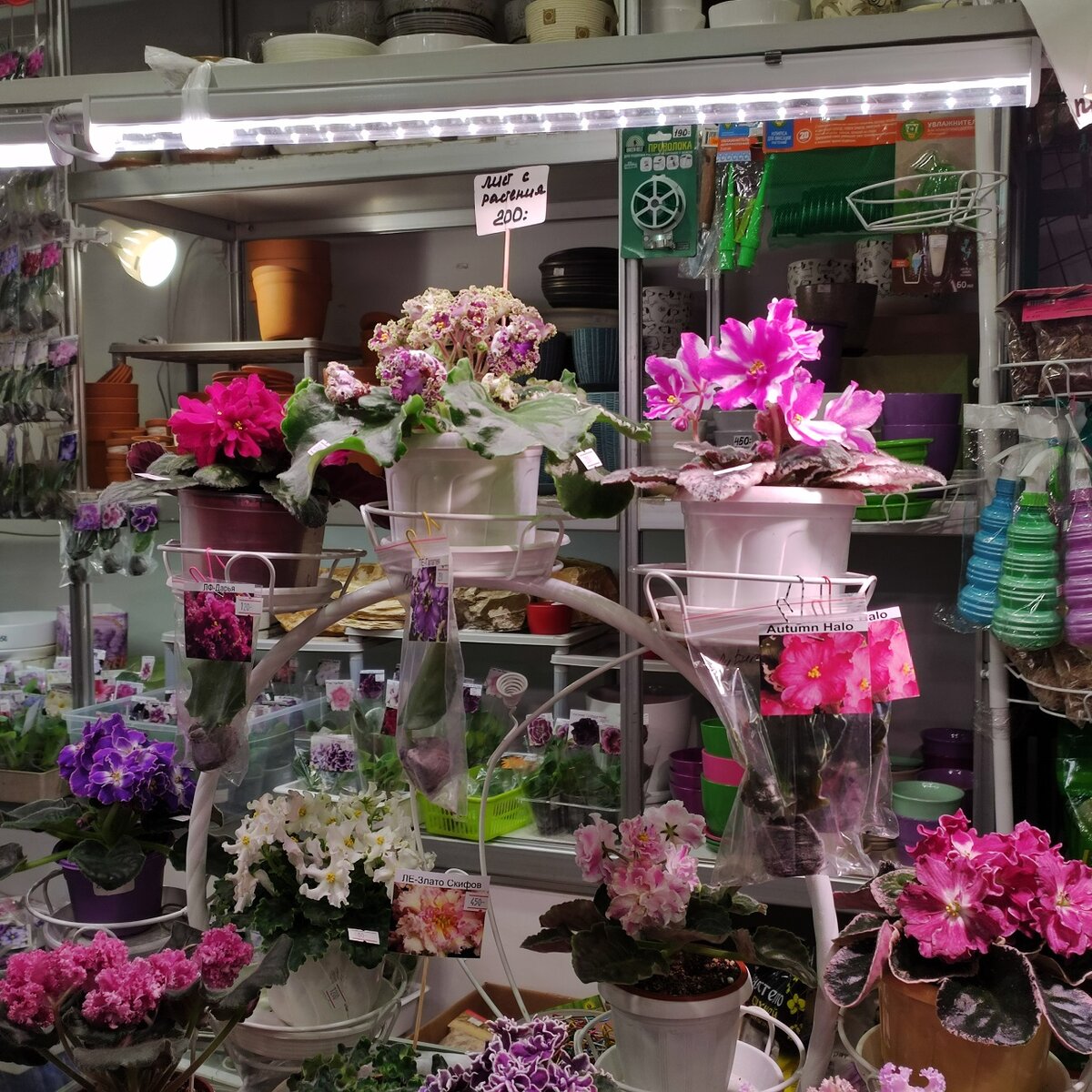 Витрина в Центре фиалки на ВВЦ.
