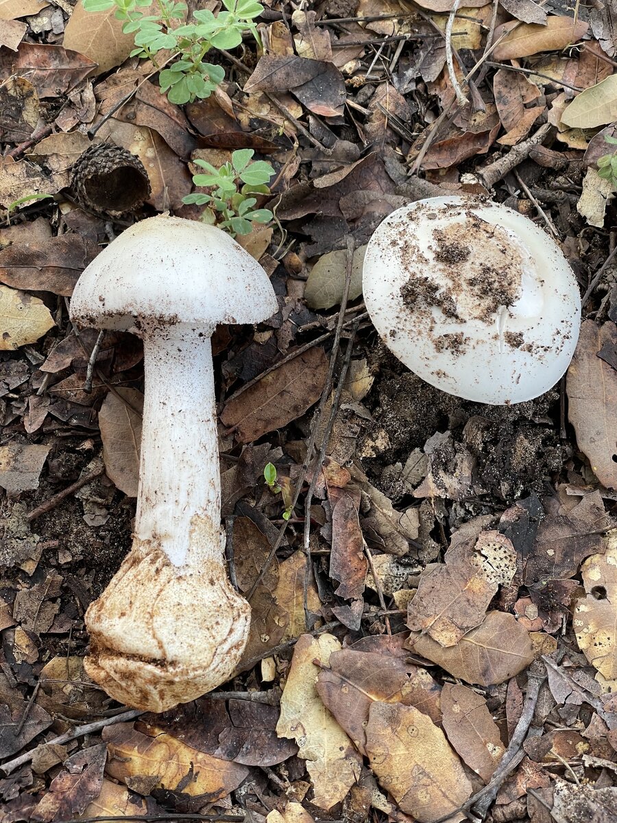   Фото amots март 2024, Израиль Мухомор весенний (Amanita verna)