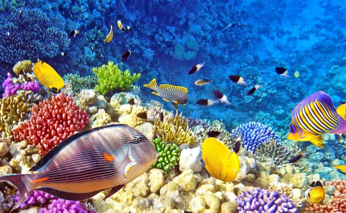    Самые красивые места для дайвинга в мире. ТОП-10 локаций