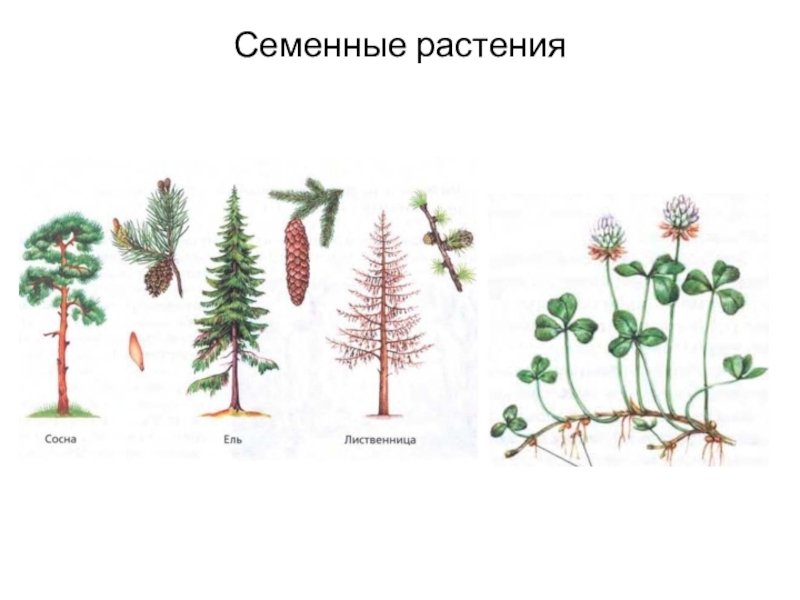 6 класс география растительности своего края