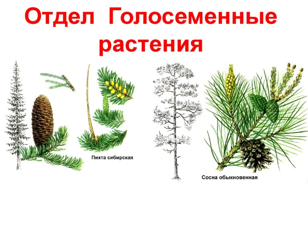 3 примера голосеменных растений Картинки КАК НАЗЫВАЮТСЯ ГОЛОСЕМЕННЫЕ РАСТЕНИЯ
