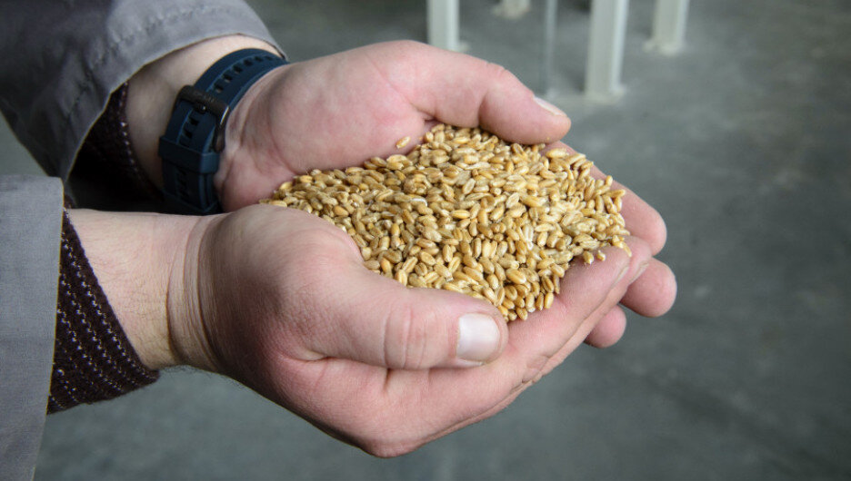   Зерно. Фото: Анны Заиковой.  Анна Камалова