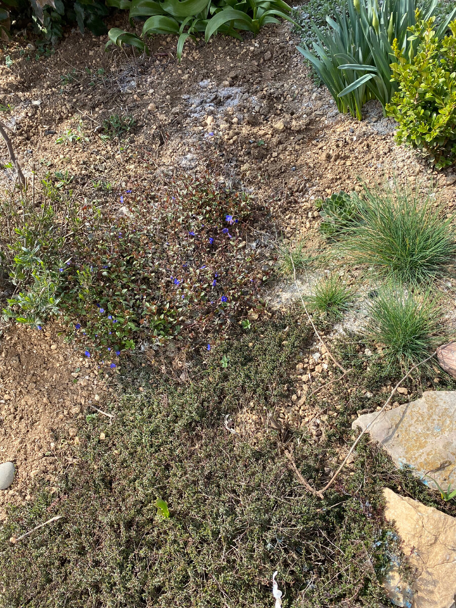 Фото середина марта 24. Овсяница из прошлогодней рассады справа.