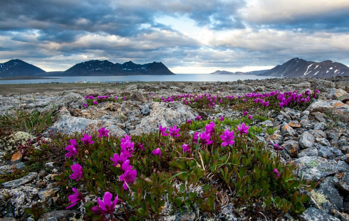 Удивительная флора острова Врангеля