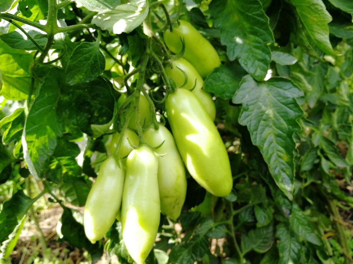 Индетерминантный томат Пальмира, фото автора