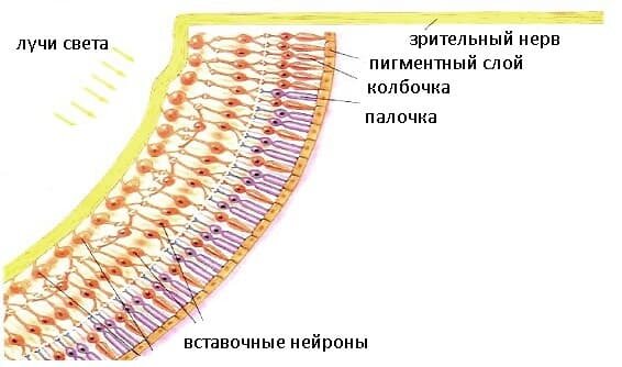 Строение палочек и колбочек 