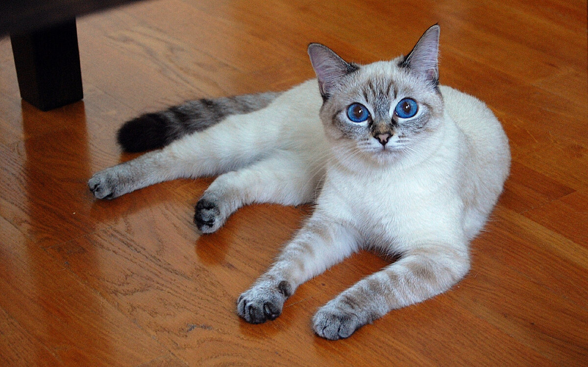 Хорошо видны мои полосочки? Правда же, они мне придают особое очарование?