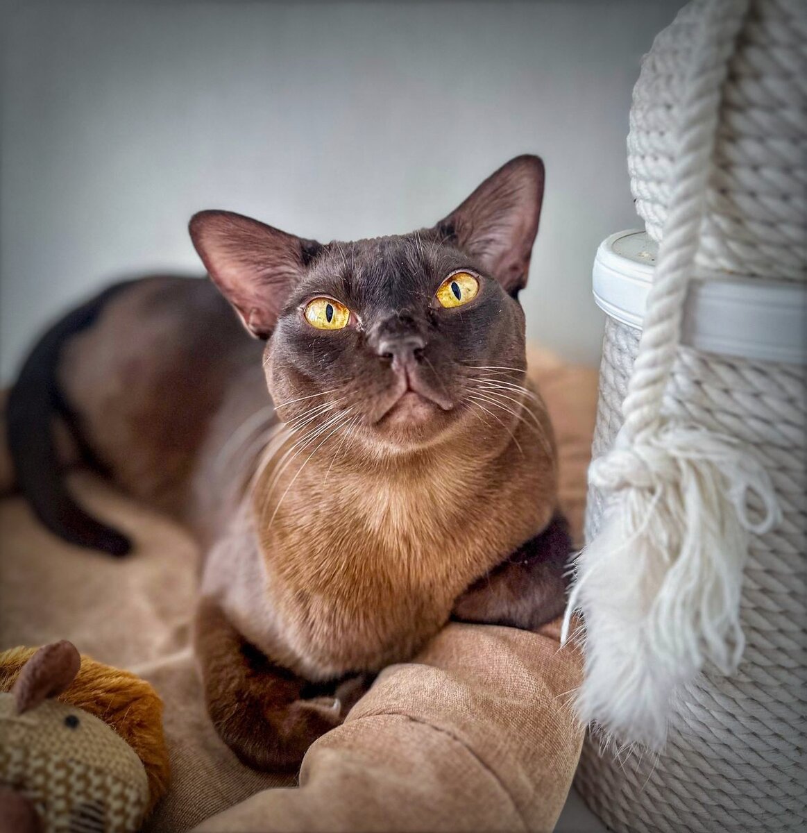 Kit Jasper*RU - шоколадный котик породы европейская бурма. Jasper Burmese cats. Питомник Jasper, Москва 