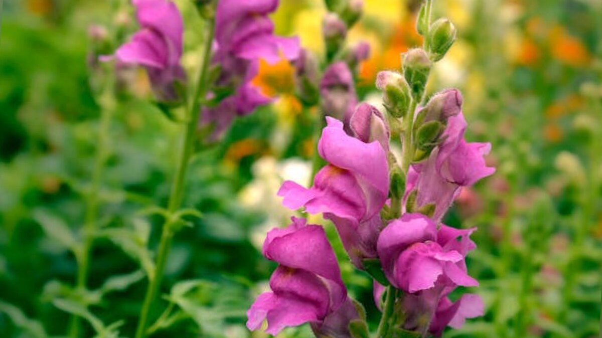 Львиный зев пикировка. Львиный зев геншин. Как сеять львиный зев. Пикировка рассады львиного зева. Львиный зев антирринум рассада.