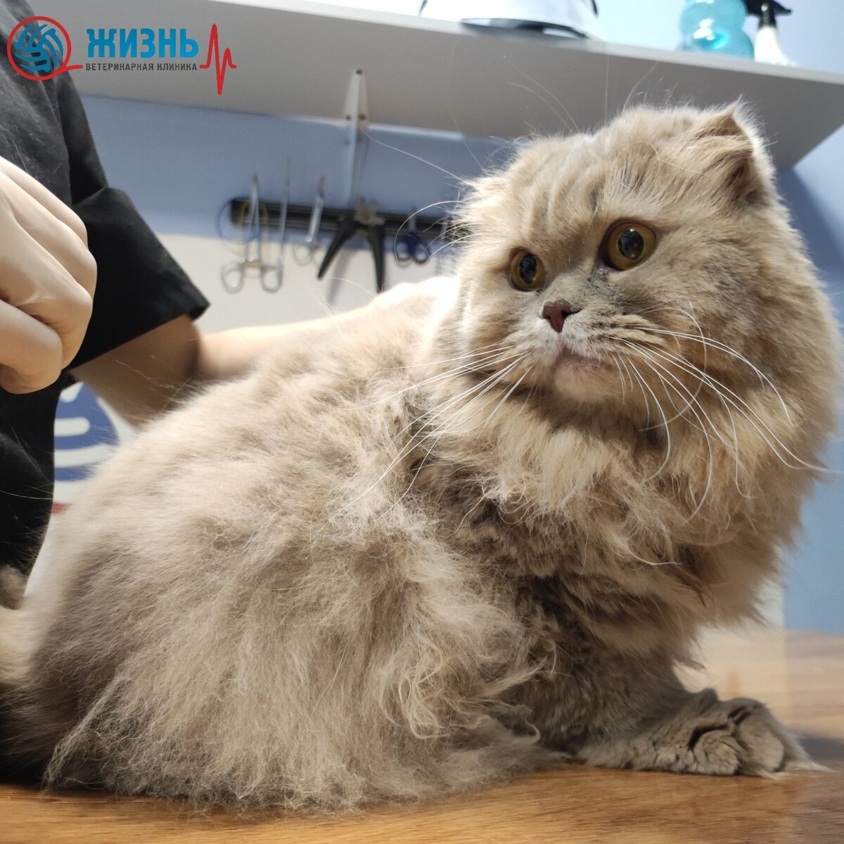 Кошка Буся на осмотре в ветеринарной клинике в Калуге "Жизнь",