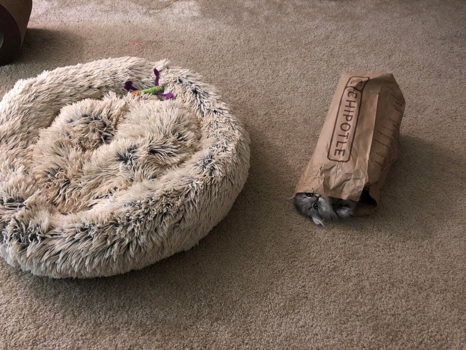    «Купи ему лежанку, говорили они».