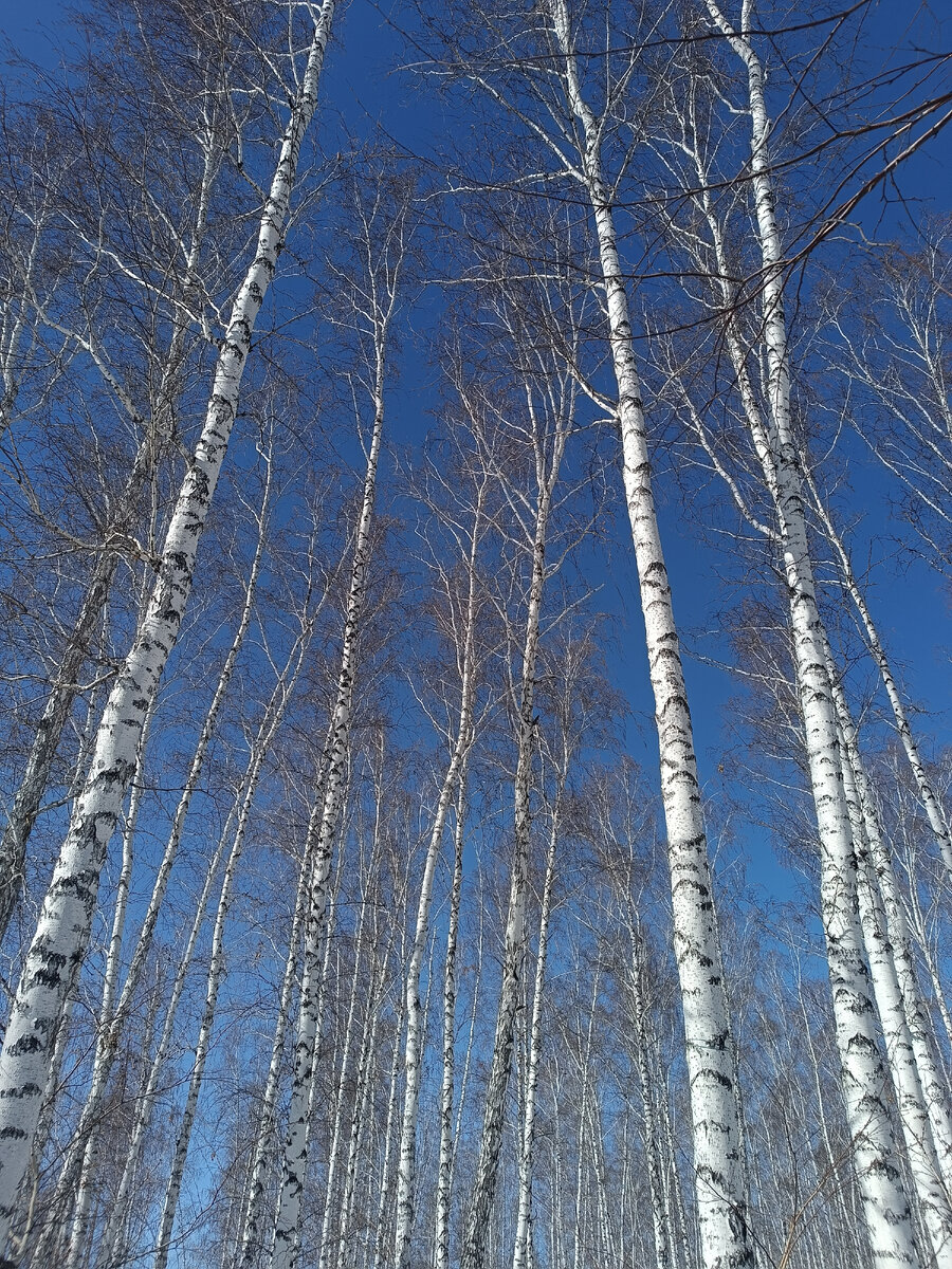 Скоро природа проснется и начнется новая жизнь!