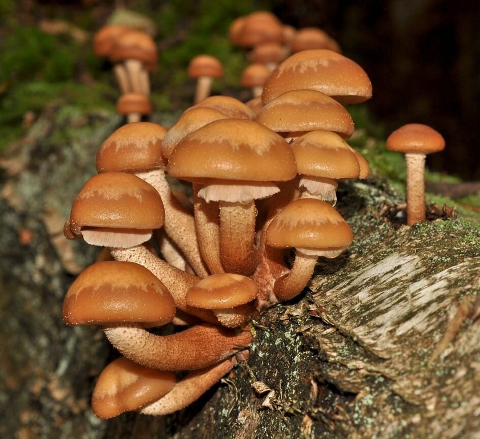 Автор фото Андрей Мещера