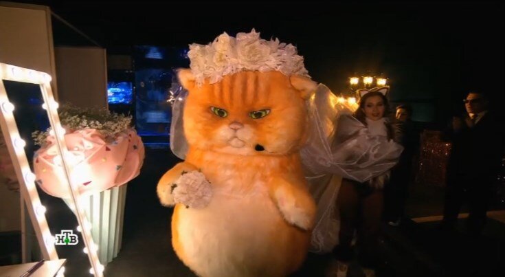 Кот