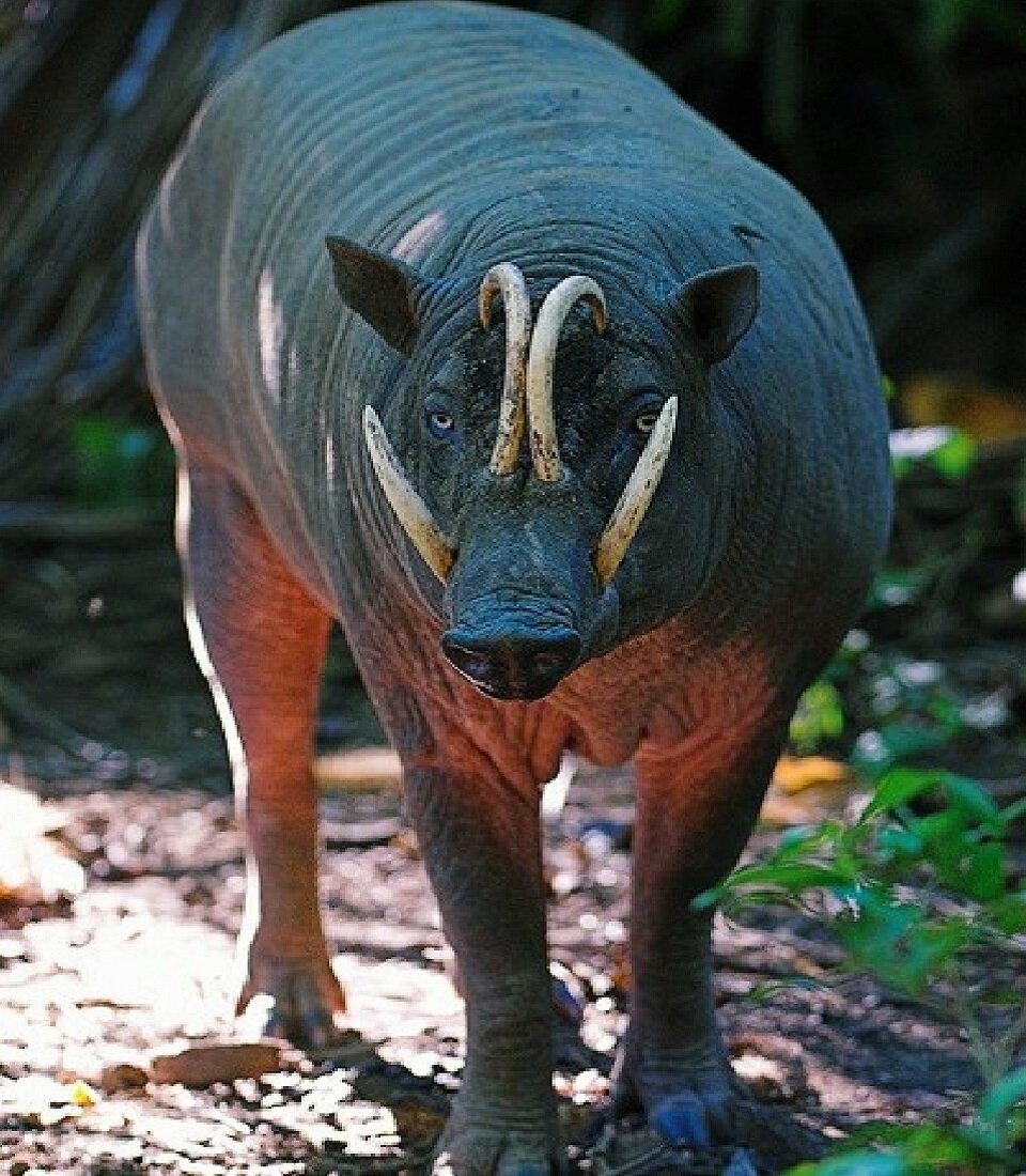 Интересно, такая особенность не причиняет неудобств?