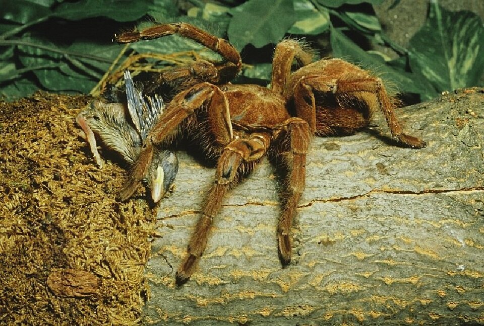 Смотреть на птицееда во время его трапезы, то ещё удовольствие