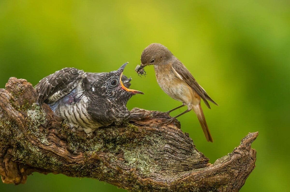 Яндекс фото.