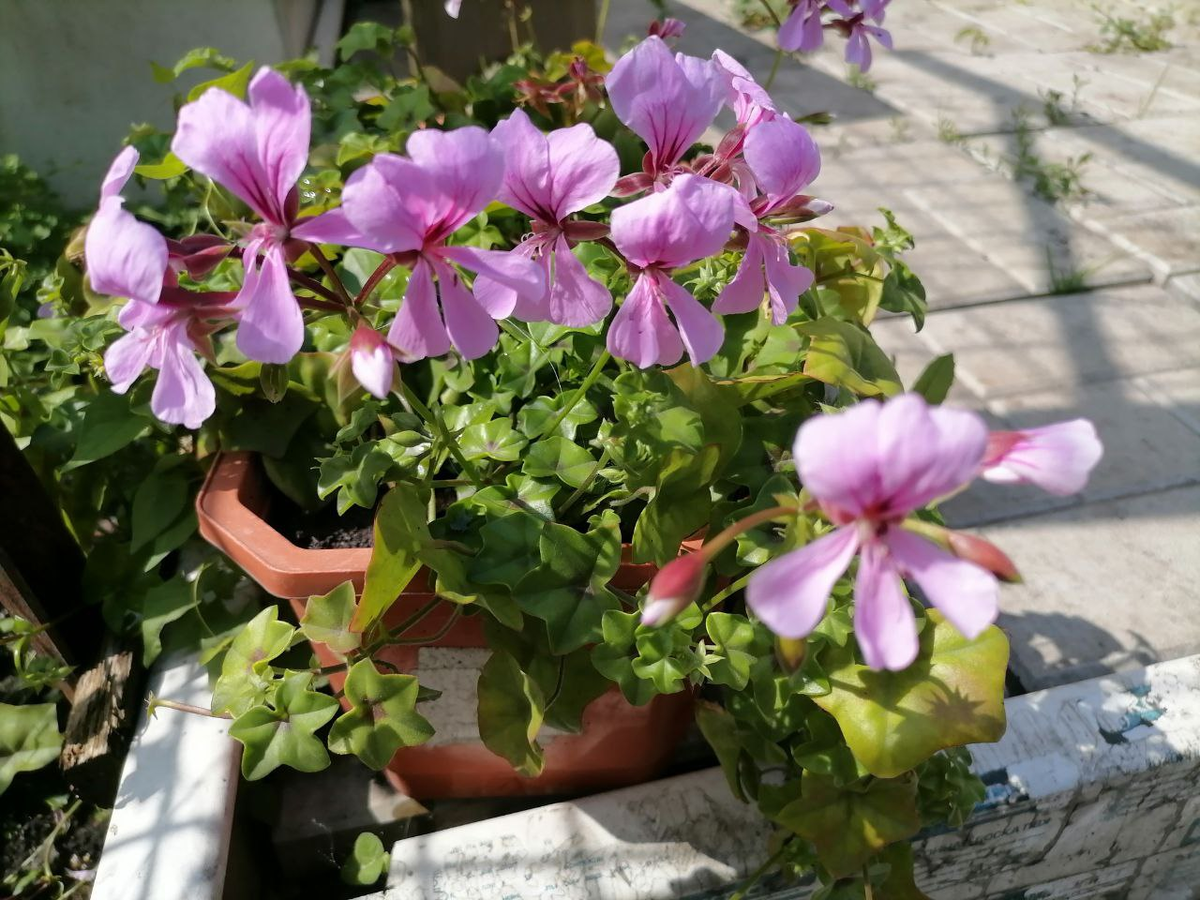 Пеларгония ампельная летом стоит в ог, фото автора