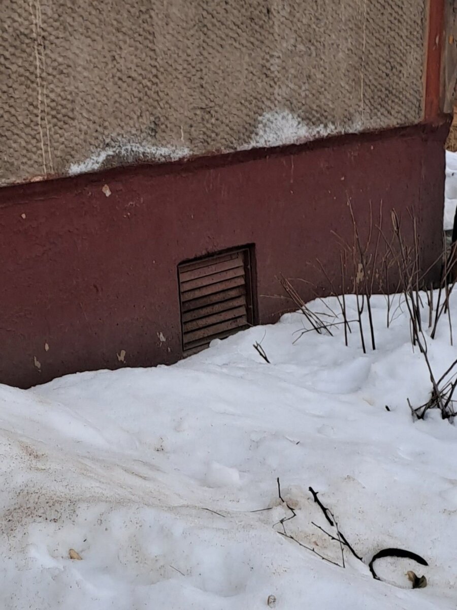    В подвале дома заживо замуровали кошек