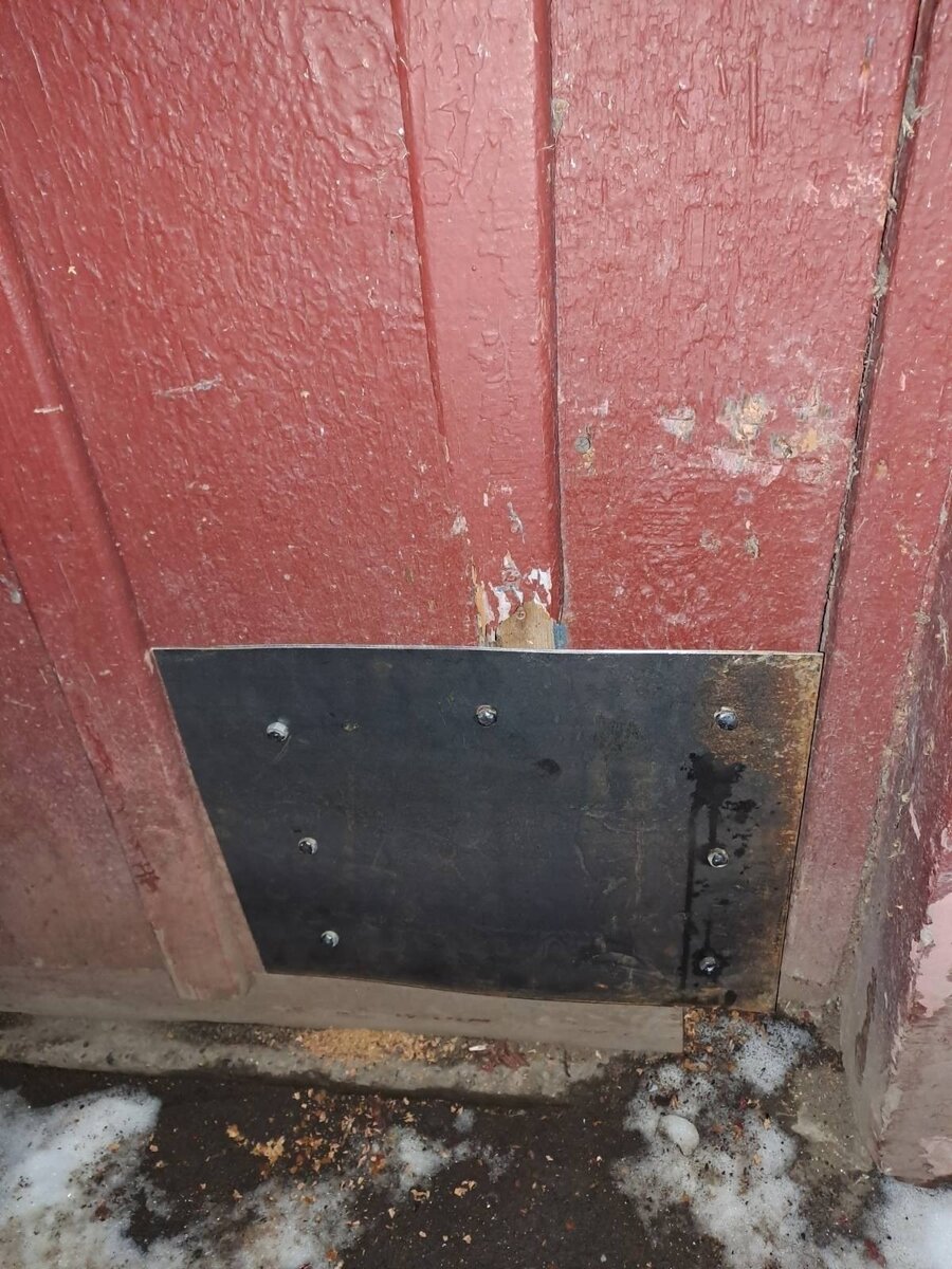    В подвале дома заживо замуровали кошек