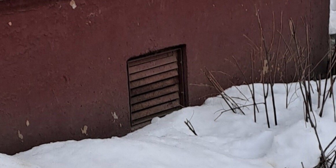    В подвале дома заживо замуровали кошек