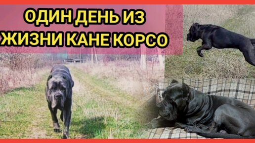 Как живет обычный кане корсо?