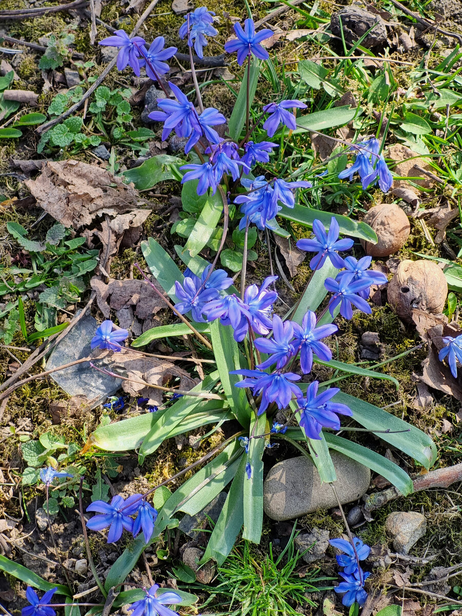 Подснежники