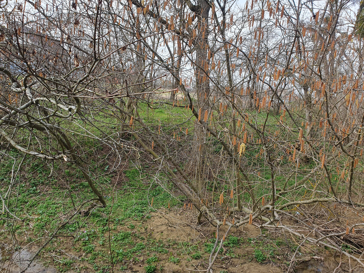 Лес, фундук серёжки распустил. Фото личное.