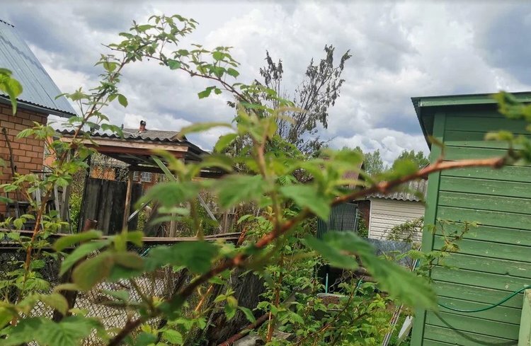    Уход за малиной весной от обрезки до подкормки