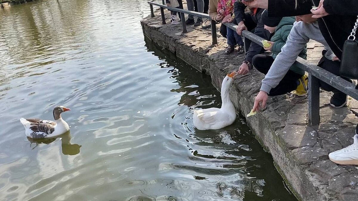    В Городском саду Краснодара началась массовая кормежка птиц Фото: телеканал Краснодар