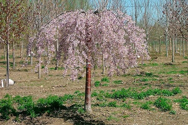 Чем вишня Путинка отличается от других сортов? | Ферма.expert ?? | Дзен