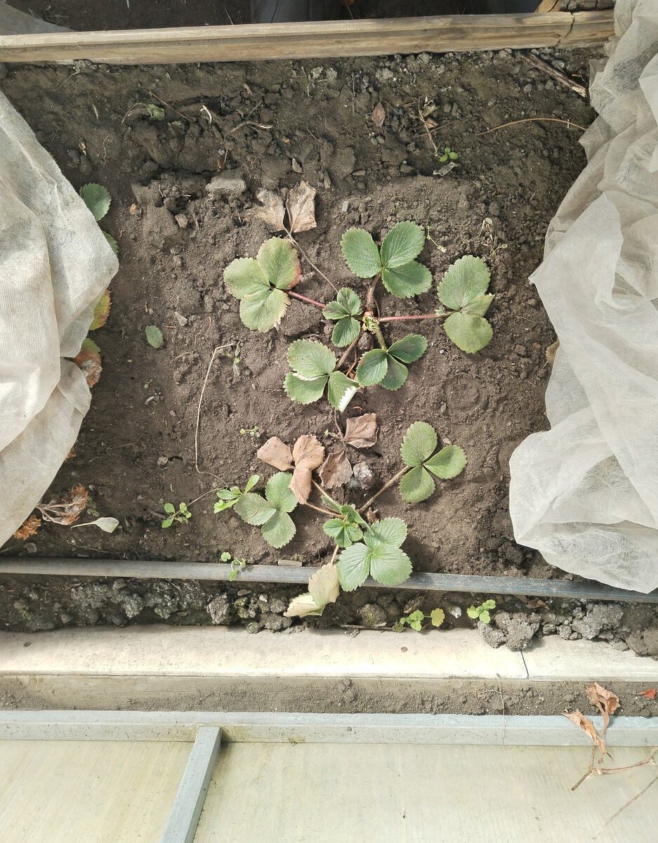 Перезимовавшая в теплице садовая земляника