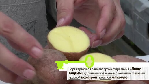 Лучшие сорта картофеля 2024 года 🥔🔥