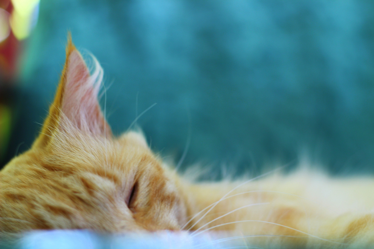 Увы, корова у нас была до появления камеры, фотографий не осталось