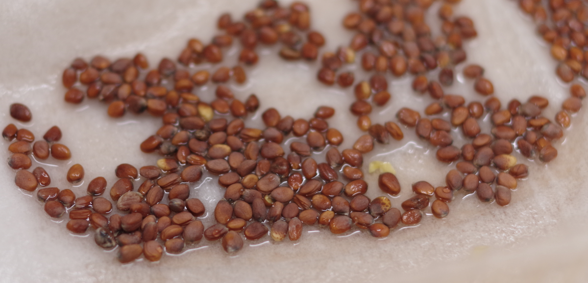 Дайкон, день 1